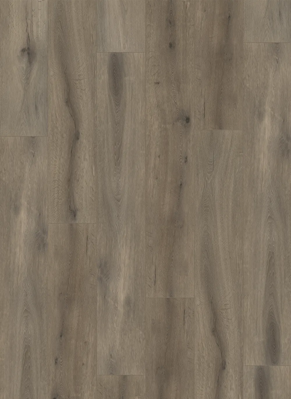Callisto 4105 (dryback)