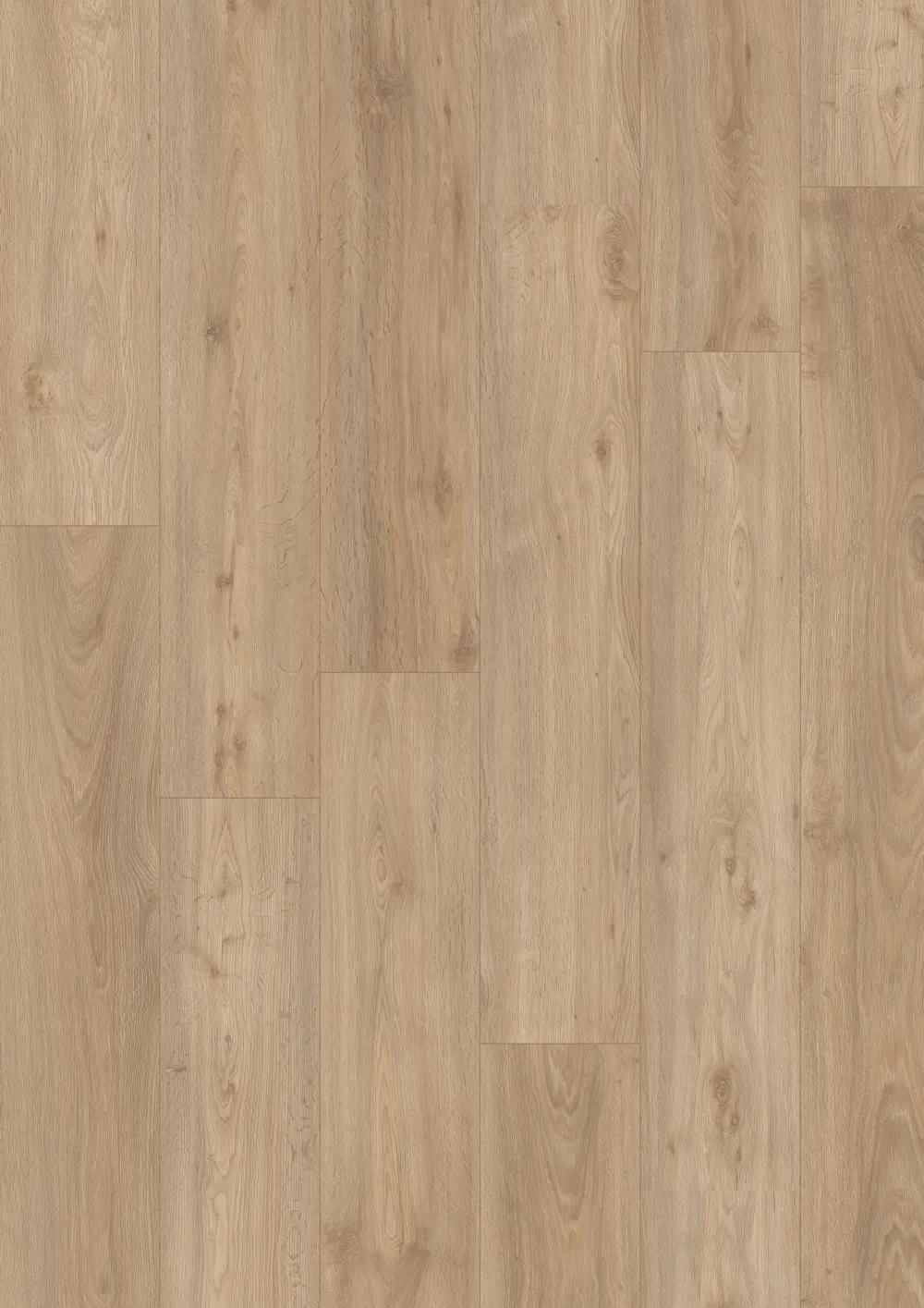 Kingdom Oak